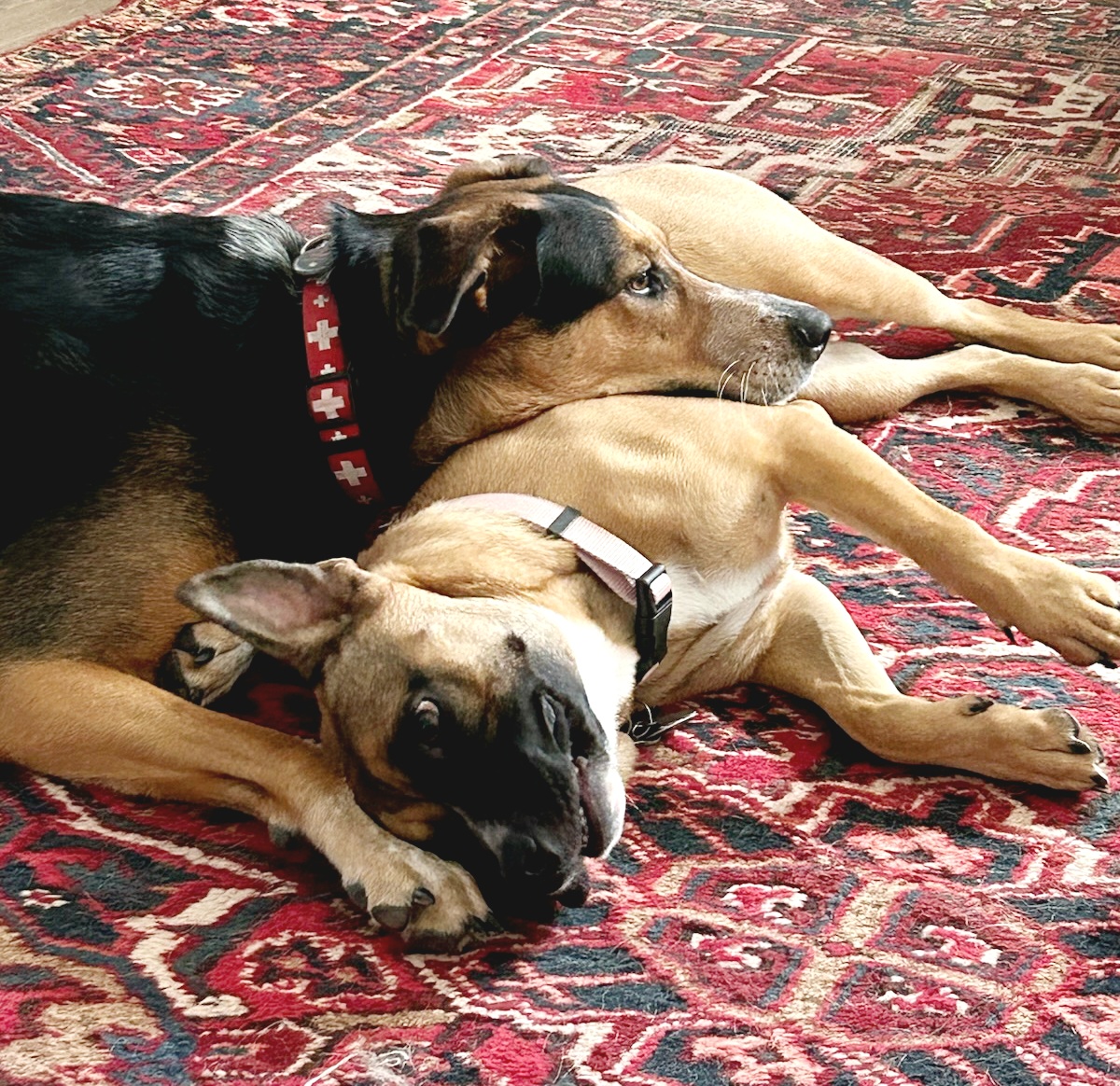 Enlarge Baby, a Adoptable mixed breed in Blaine, WA image 2/4