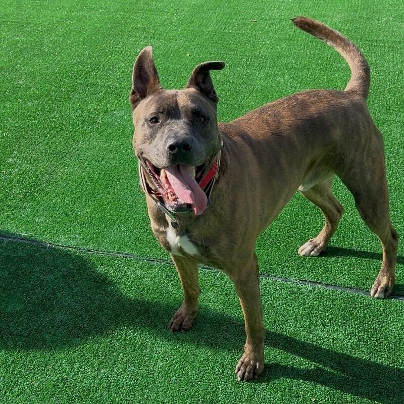 Enlarge Dozer, a Adoptable mixed breed in Roanoke, VA image 1/6