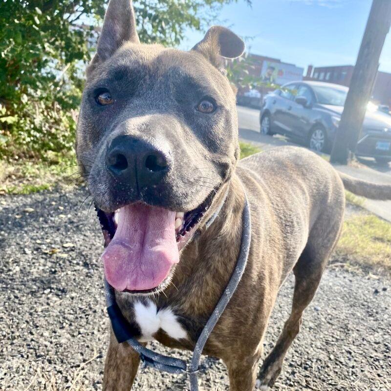 Dozer, Adoptable, Adult Male Shepherd & Pit Bull Terrier.