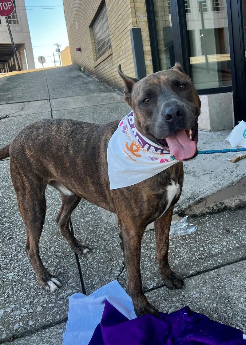 Dozer, Adoptable, Adult Male Shepherd & Pit Bull Terrier.