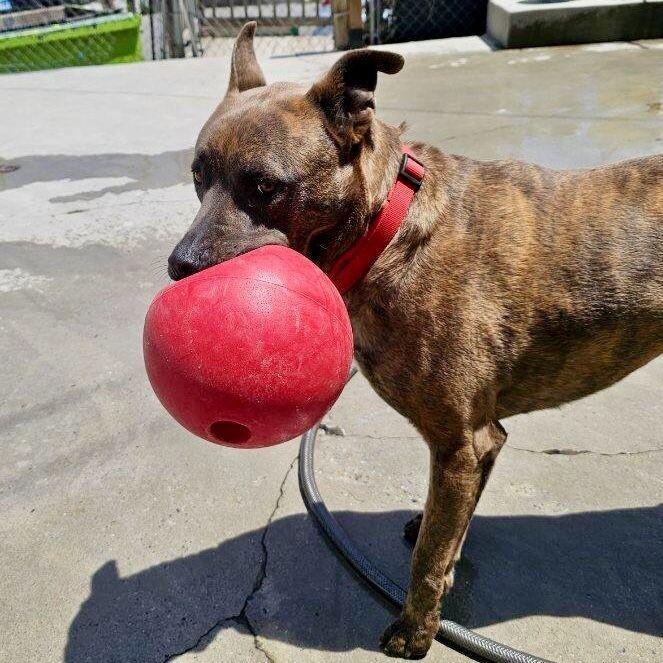 Dozer, a Adoptable mixed breed in Roanoke, VA image 3/6