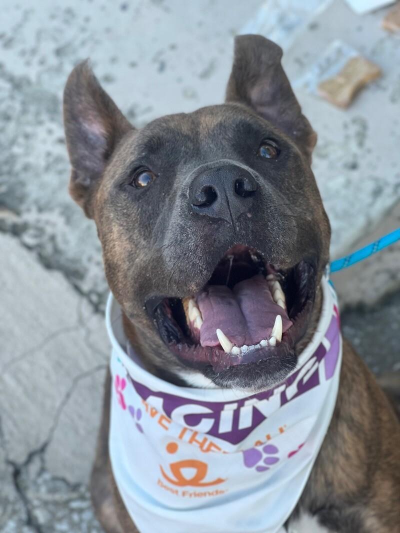 Dozer, a Adoptable mixed breed in Roanoke, VA image 4/6