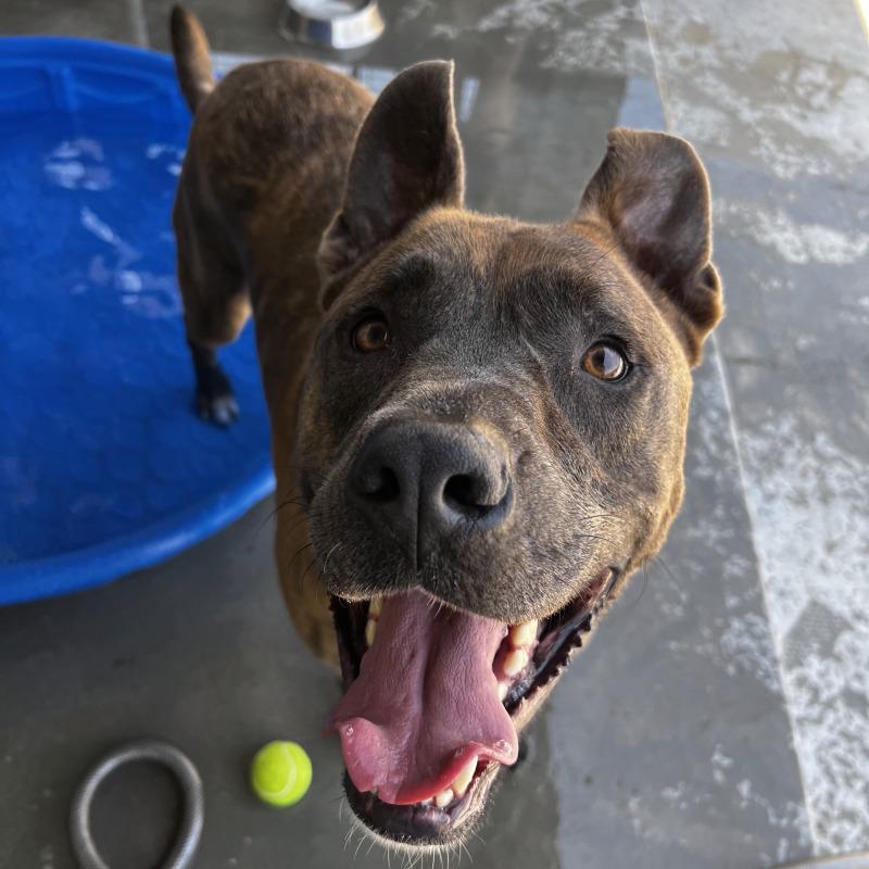 Enlarge Dozer, a Adoptable mixed breed in Roanoke, VA image 3/6