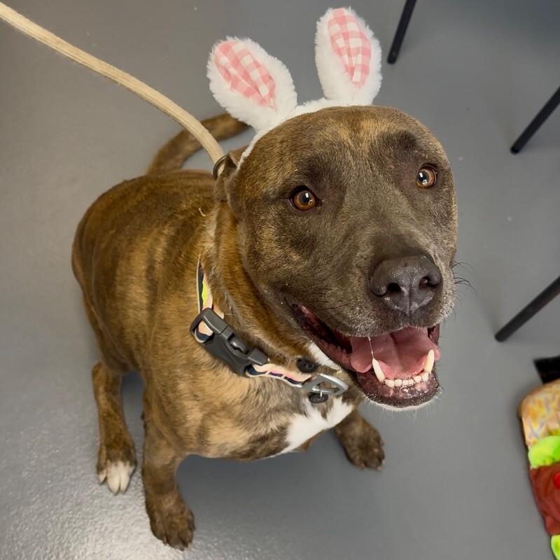 Enlarge Dozer, a Adoptable mixed breed in Roanoke, VA image 4/6
