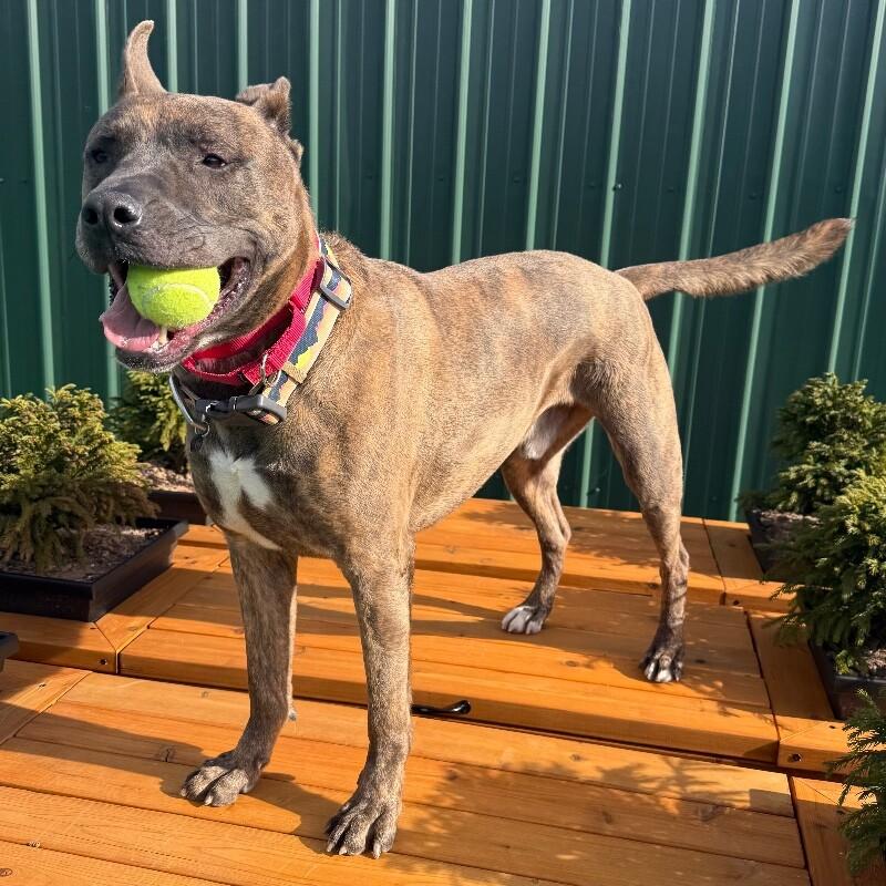 Enlarge Dozer, a Adoptable mixed breed in Roanoke, VA image 5/6