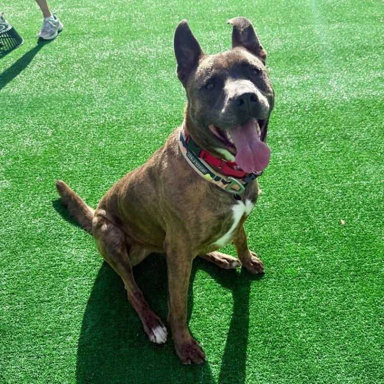 Enlarge Dozer, a Adoptable mixed breed in Roanoke, VA image 6/6