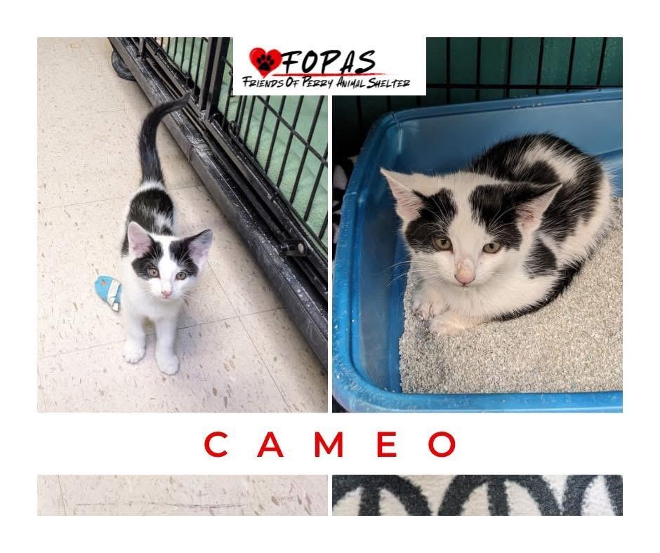 Cameo, Adoptable, Kitten Male American Shorthair.