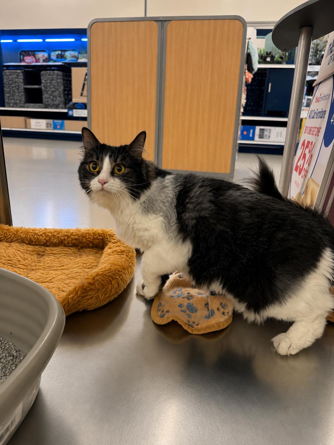 Enlarge Fluffy Chloe, a ADOPTABLE mixed breed in Fresno, CA image 1/1