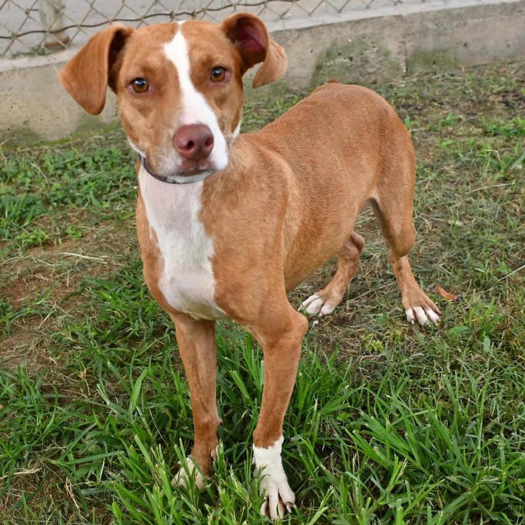 Honey, a Adoptable mixed breed in Beaumont, TX image 1/4