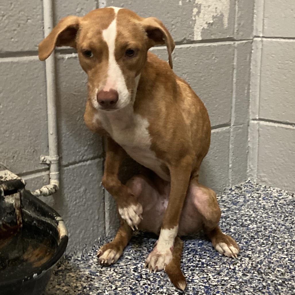 Honey, a Adoptable mixed breed in Beaumont, TX image 2/4