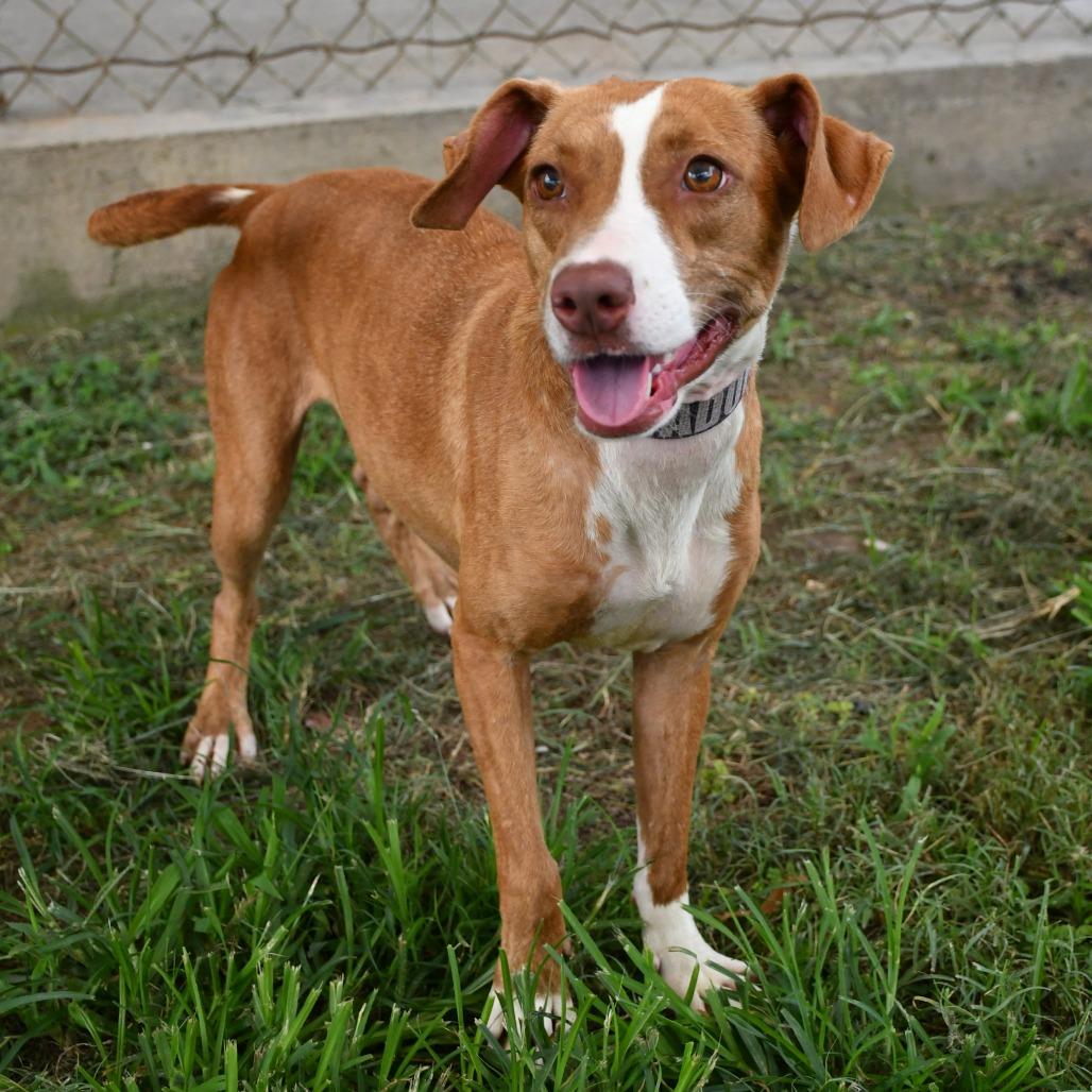 Honey, a Adoptable mixed breed in Beaumont, TX image 3/4