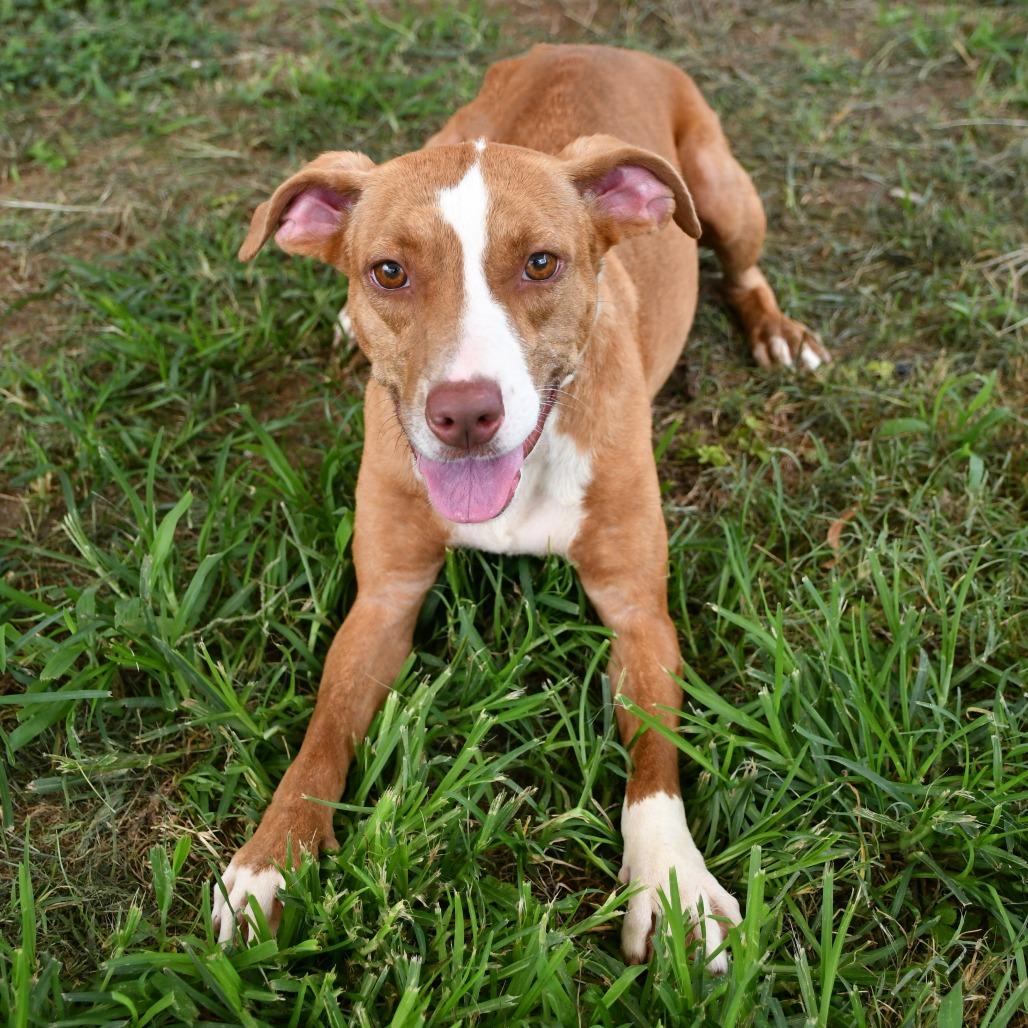 Honey, a Adoptable mixed breed in Beaumont, TX image 4/4