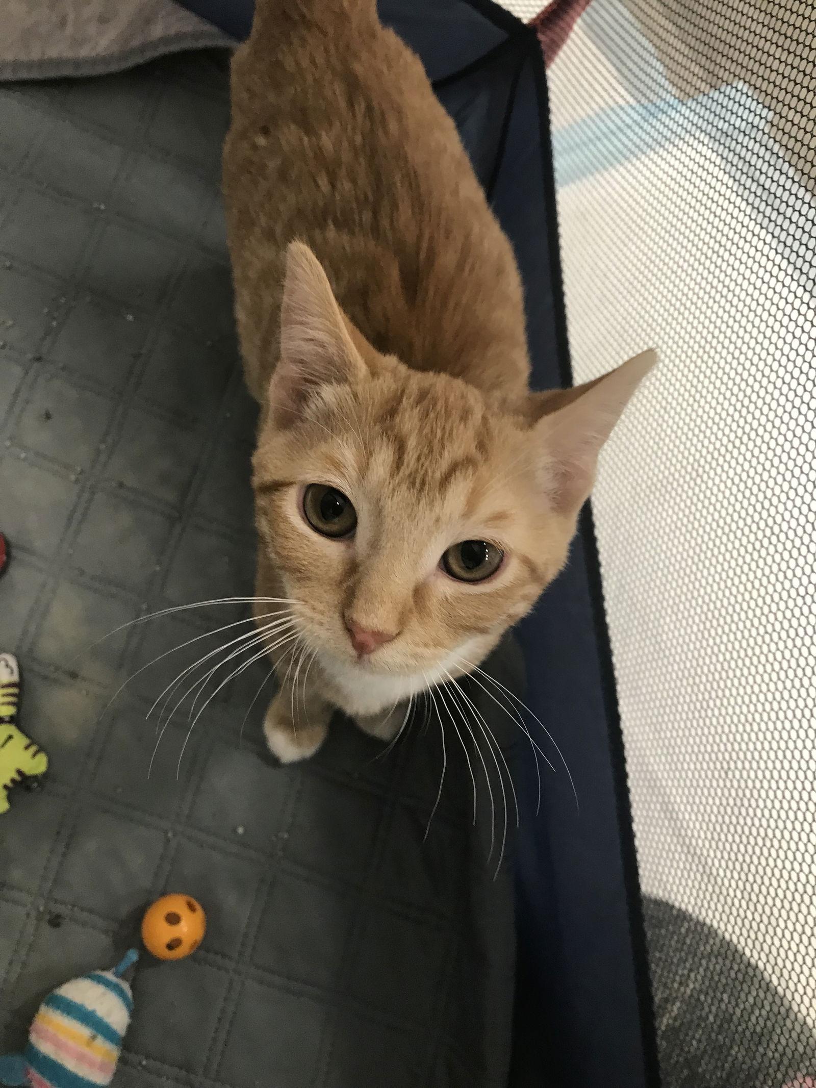 Topaz, an adopted mixed breed in Columbia, SC image 3/5