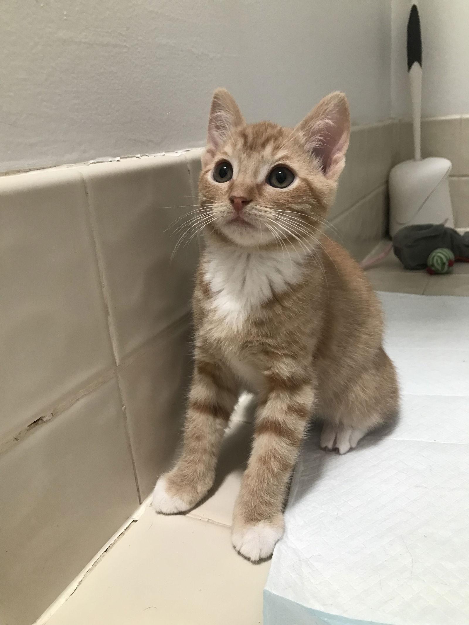 Topaz, an adopted mixed breed in Columbia, SC image 5/5