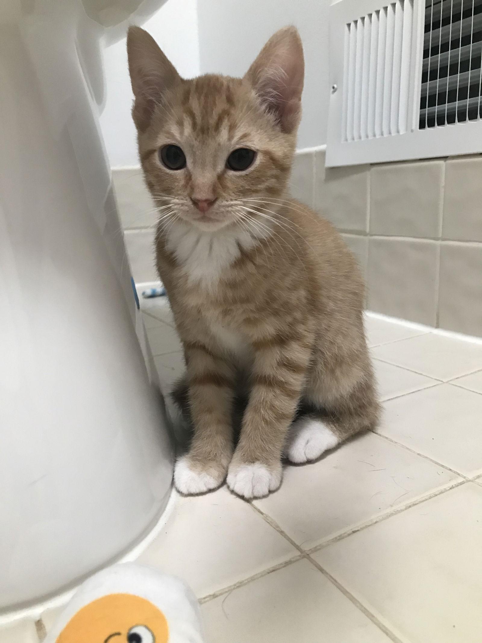 Topaz, an adopted mixed breed in Columbia, SC image 4/5