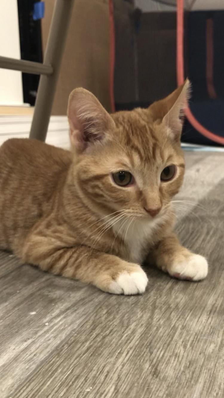 Topaz, an adopted mixed breed in Columbia, SC image 1/5