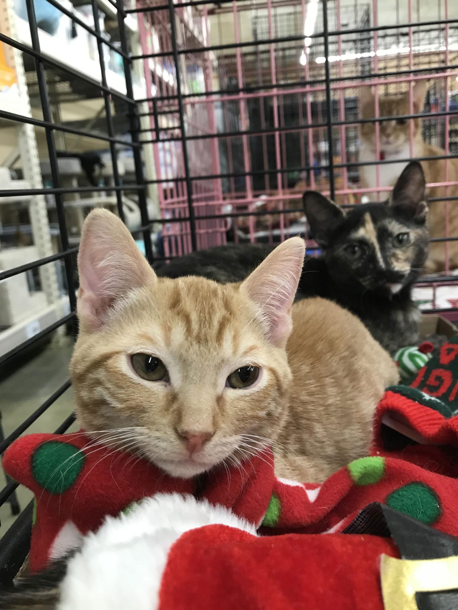 Topaz, an adopted mixed breed in Columbia, SC image 2/5