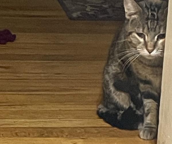 Wink, Adoptable, Young Female Domestic Short Hair.