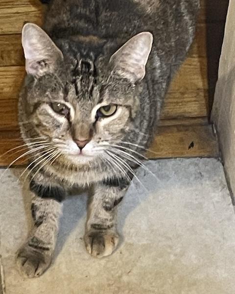 Wink, a Adoptable Domestic Short Hair in Denver, CO image 2/3