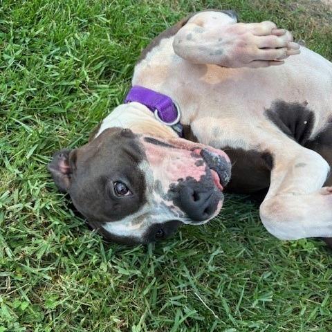 Pistachio, Adoptable, Adult Female Pit Bull Terrier & Mixed Breed.