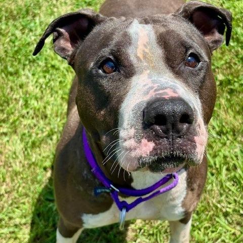 Enlarge Pistachio, a Adoptable mixed breed in League City, TX image 2/6