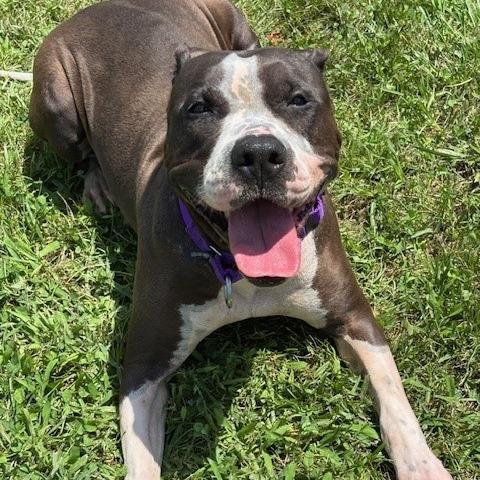 Enlarge Pistachio, a Adoptable mixed breed in League City, TX image 6/6