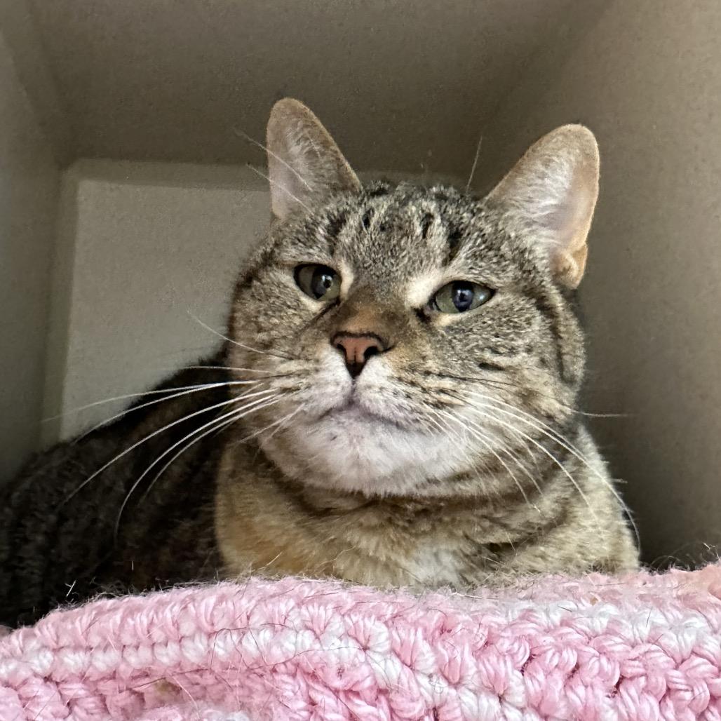 Leeloo, Adoptable, Adult Female Domestic Short Hair.