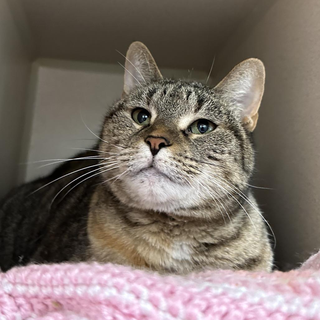 Enlarge Leeloo, a Adoptable Domestic Short Hair in Durango, CO image 2/2