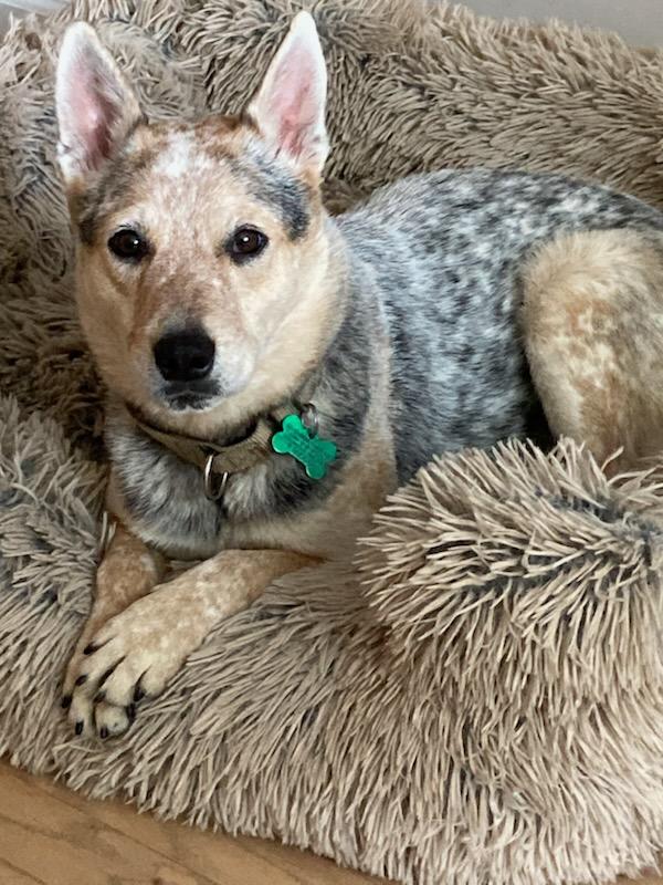 Blue, adoptable, Adult Male Australian Cattle Dog / Blue Heeler.