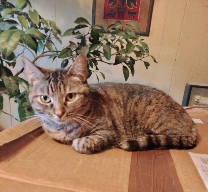 Sissy, Adoptable, Adult Female Domestic Short Hair & Tabby.
