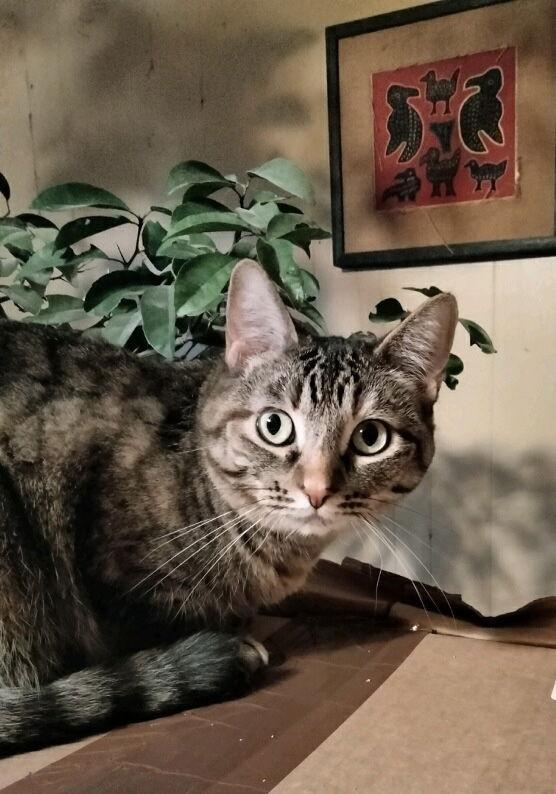 Enlarge Sissy, a Adoptable mixed breed in Frisco, TX image 2/3