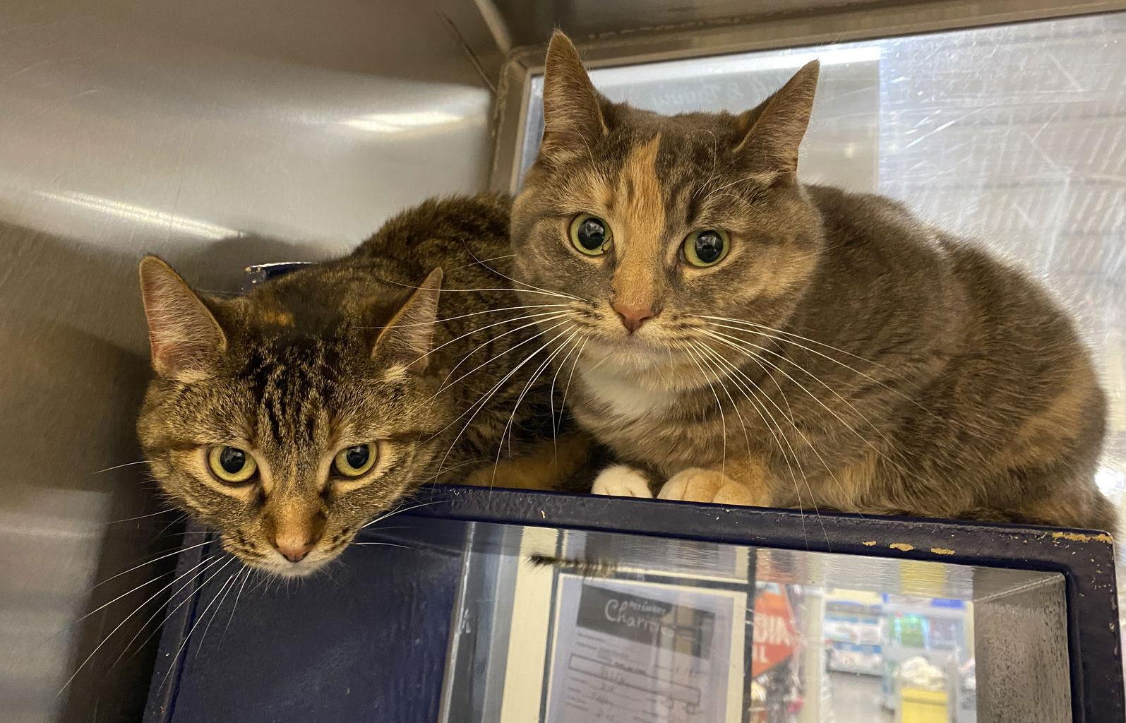 Enlarge Sissy, a Adoptable mixed breed in Frisco, TX image 3/3