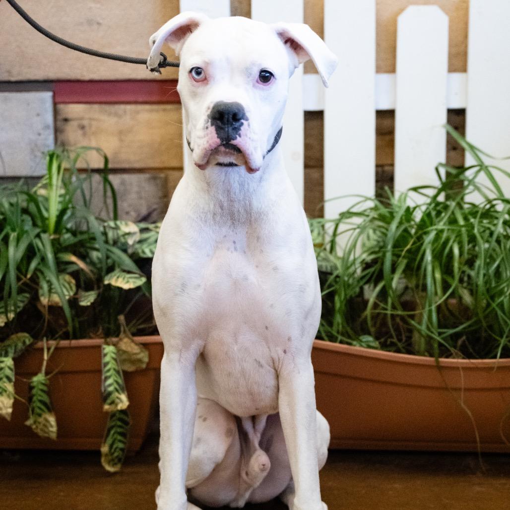 Enlarge Beans, a Adoptable Boxer in Blaine, MN image 1/4