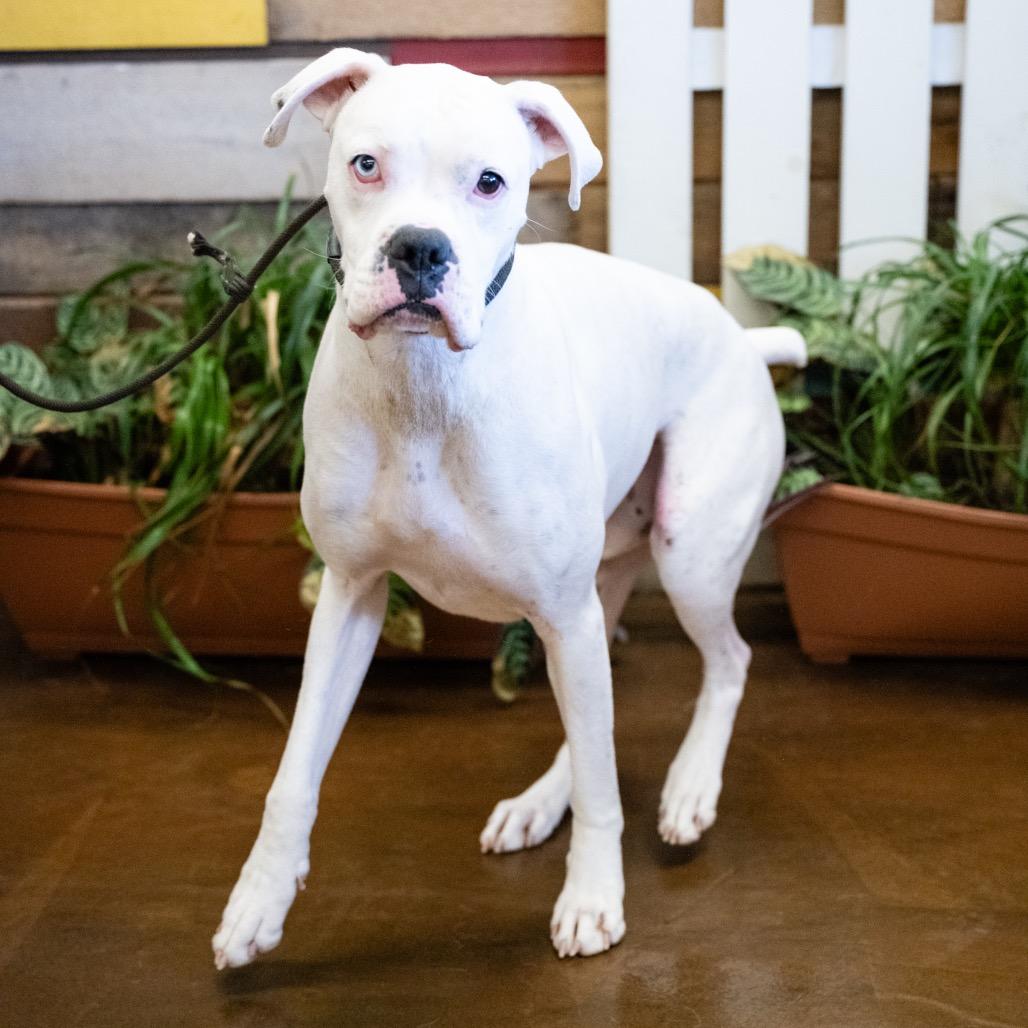 Enlarge Beans, a Adoptable Boxer in Blaine, MN image 2/4
