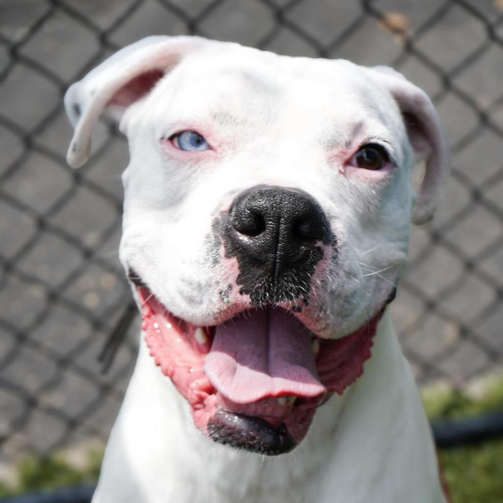 Enlarge Beans, a Adoptable Boxer in Blaine, MN image 3/5