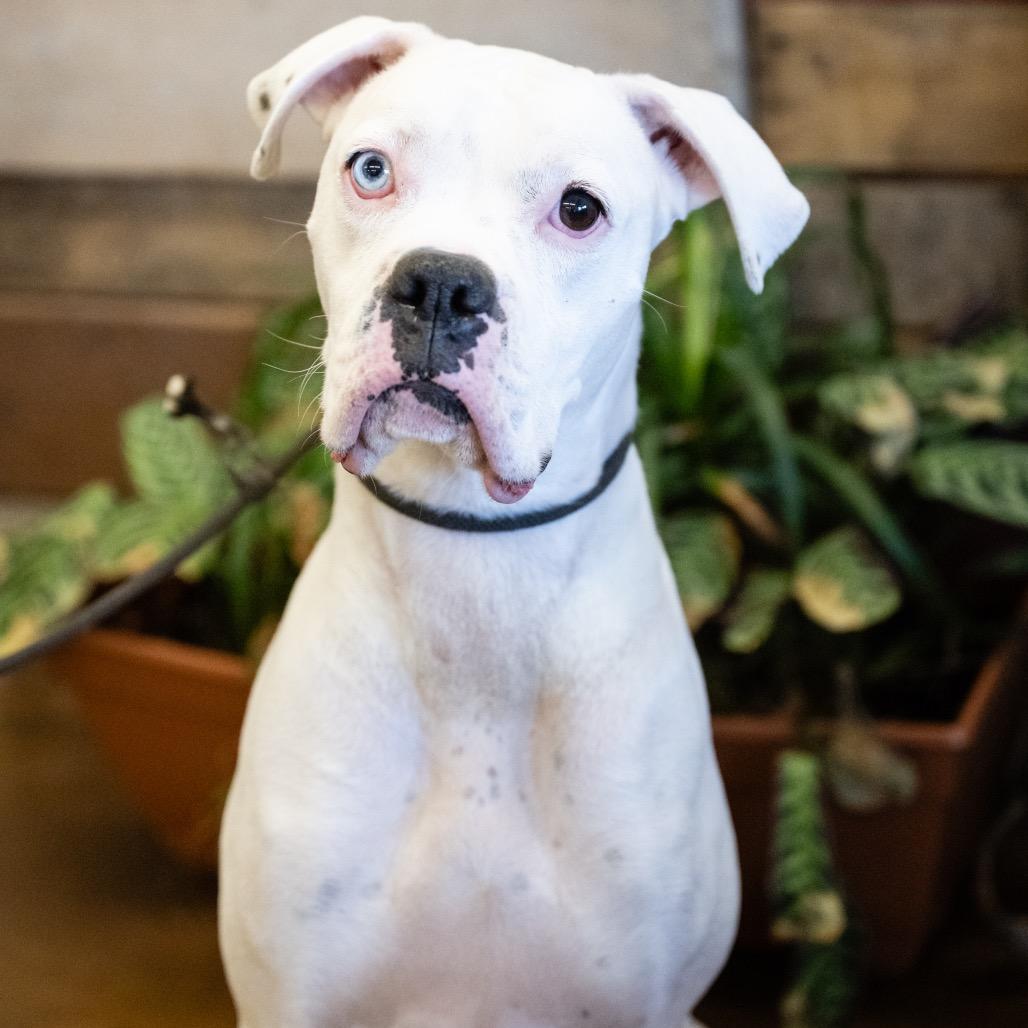 Enlarge Beans, a Adoptable Boxer in Blaine, MN image 3/4