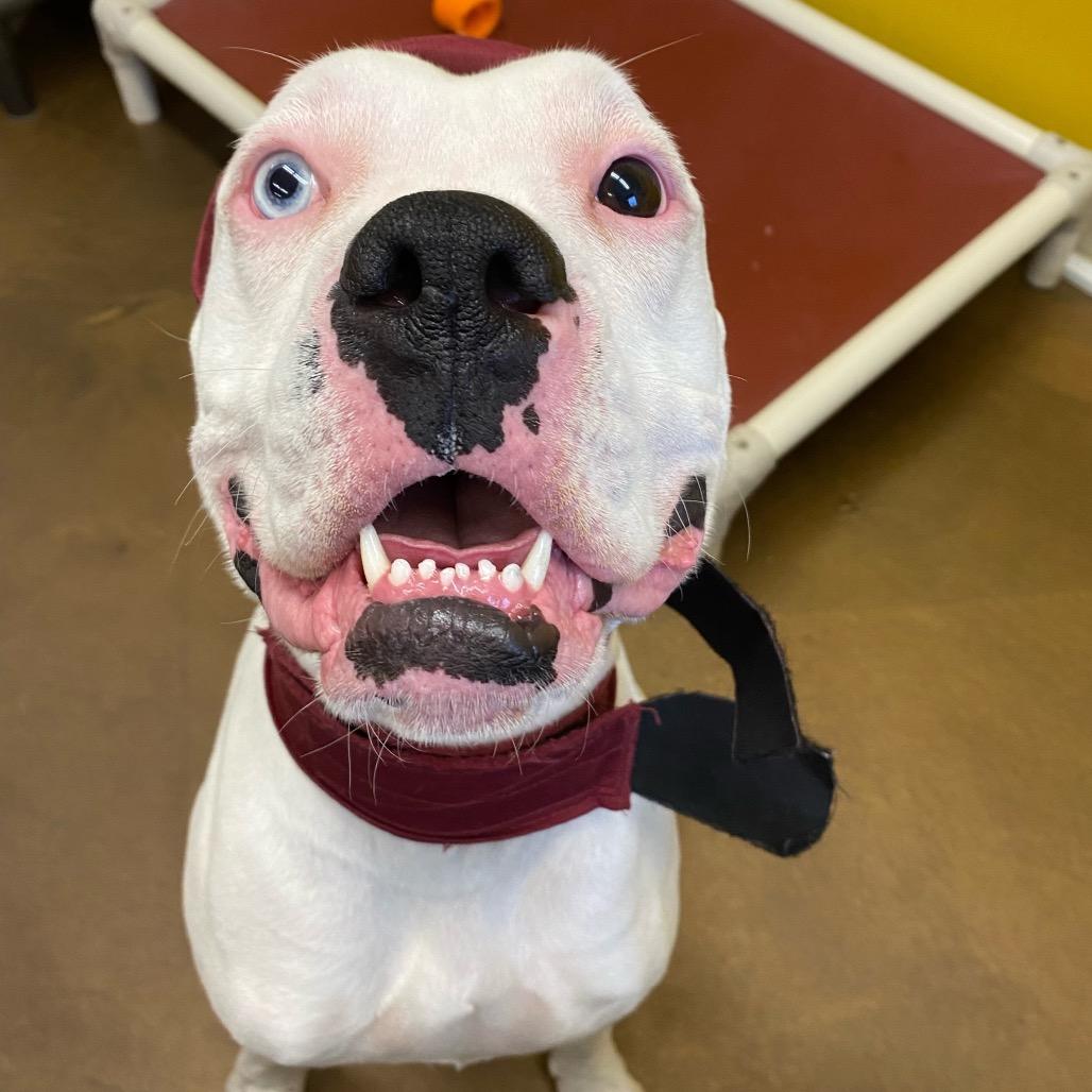Enlarge Beans, a Adoptable Boxer in Blaine, MN image 4/4