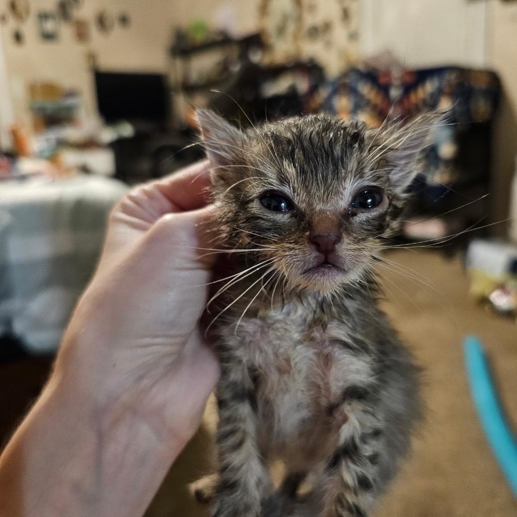 Enlarge Larry, a Adoptable Domestic Short Hair in Midland, TX image 1/2
