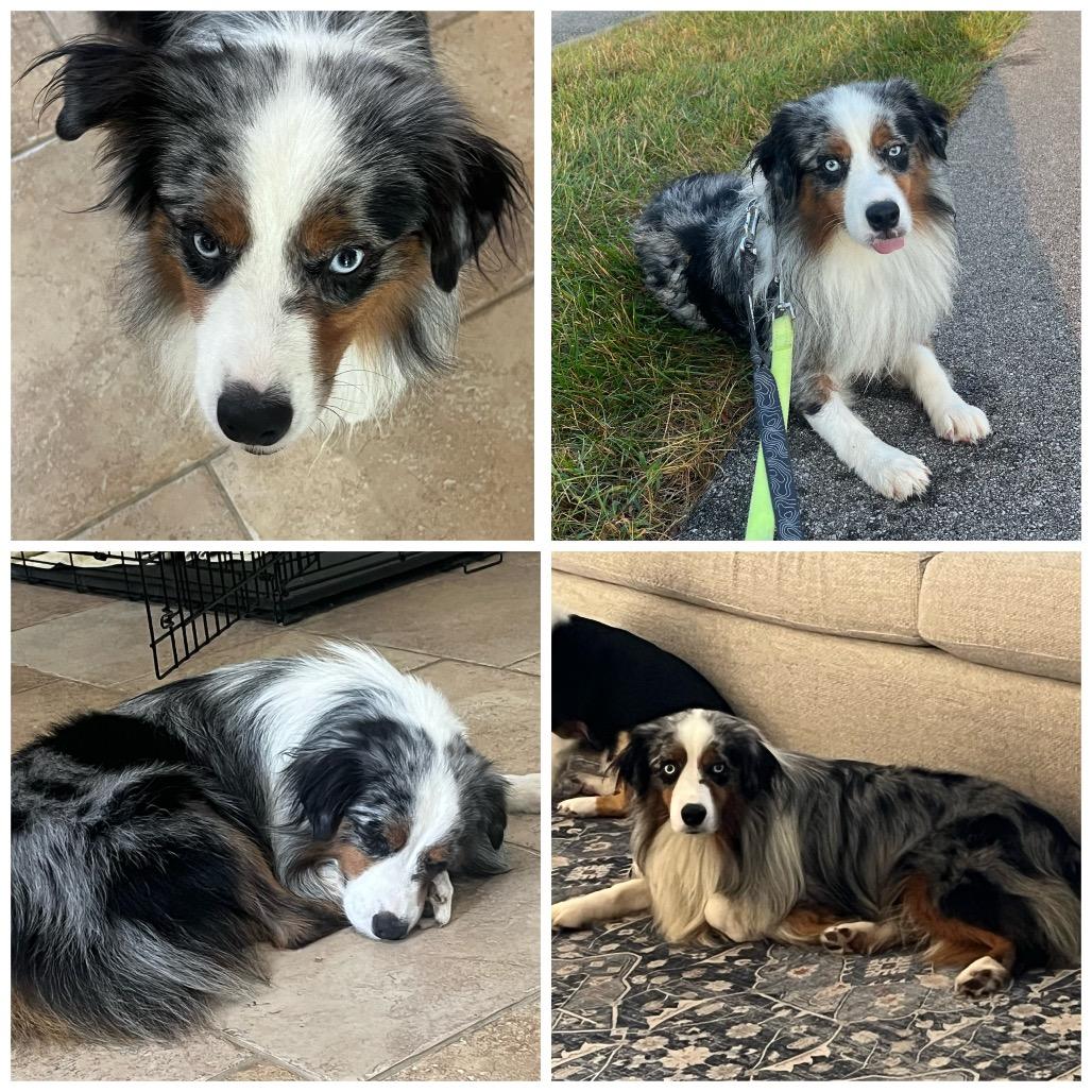 Enlarge Zoomie, a Adoptable Australian Shepherd in Zionsville, IN image 1/1