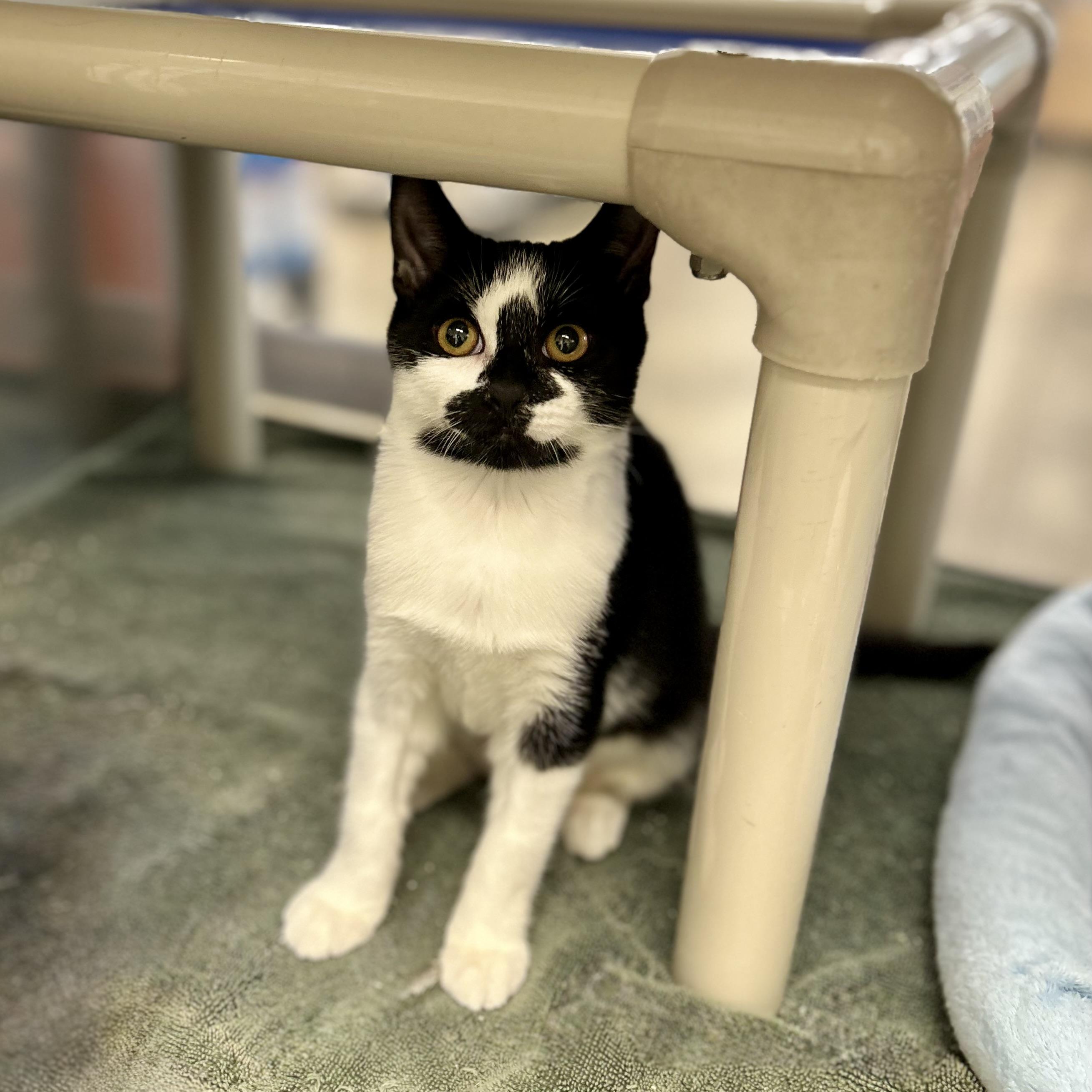 Enlarge Arabella, a Adoptable Domestic Short Hair in Norwalk, CT image 2/4