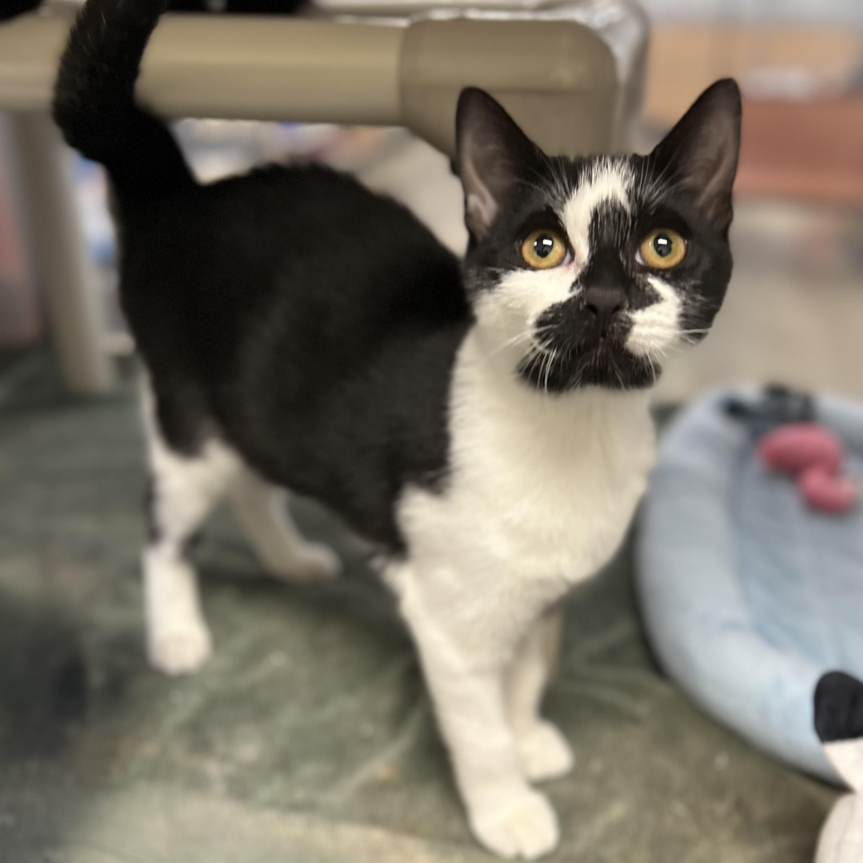 Enlarge Arabella, a Adoptable Domestic Short Hair in Norwalk, CT image 3/4