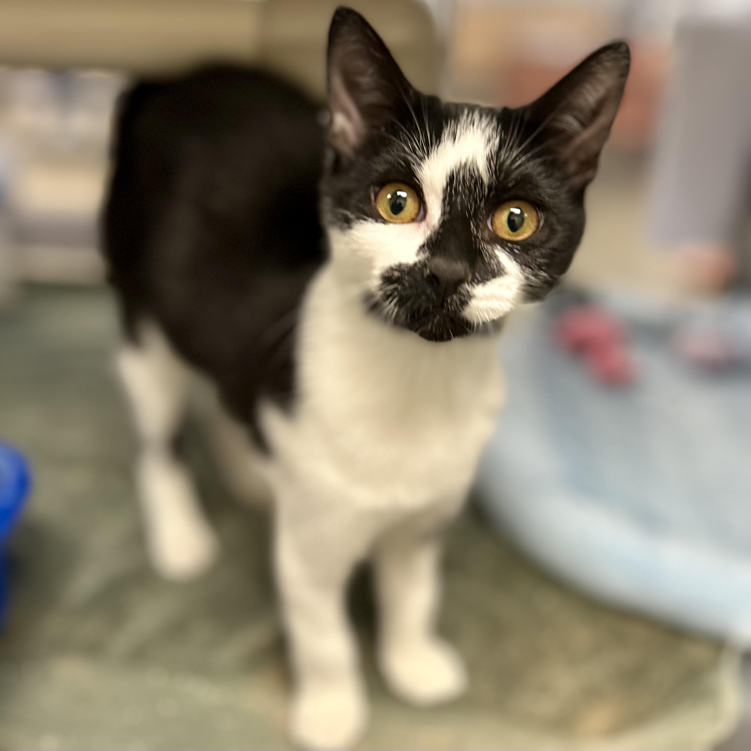 Arabella, Adoptable, Kitten Female Domestic Short Hair.