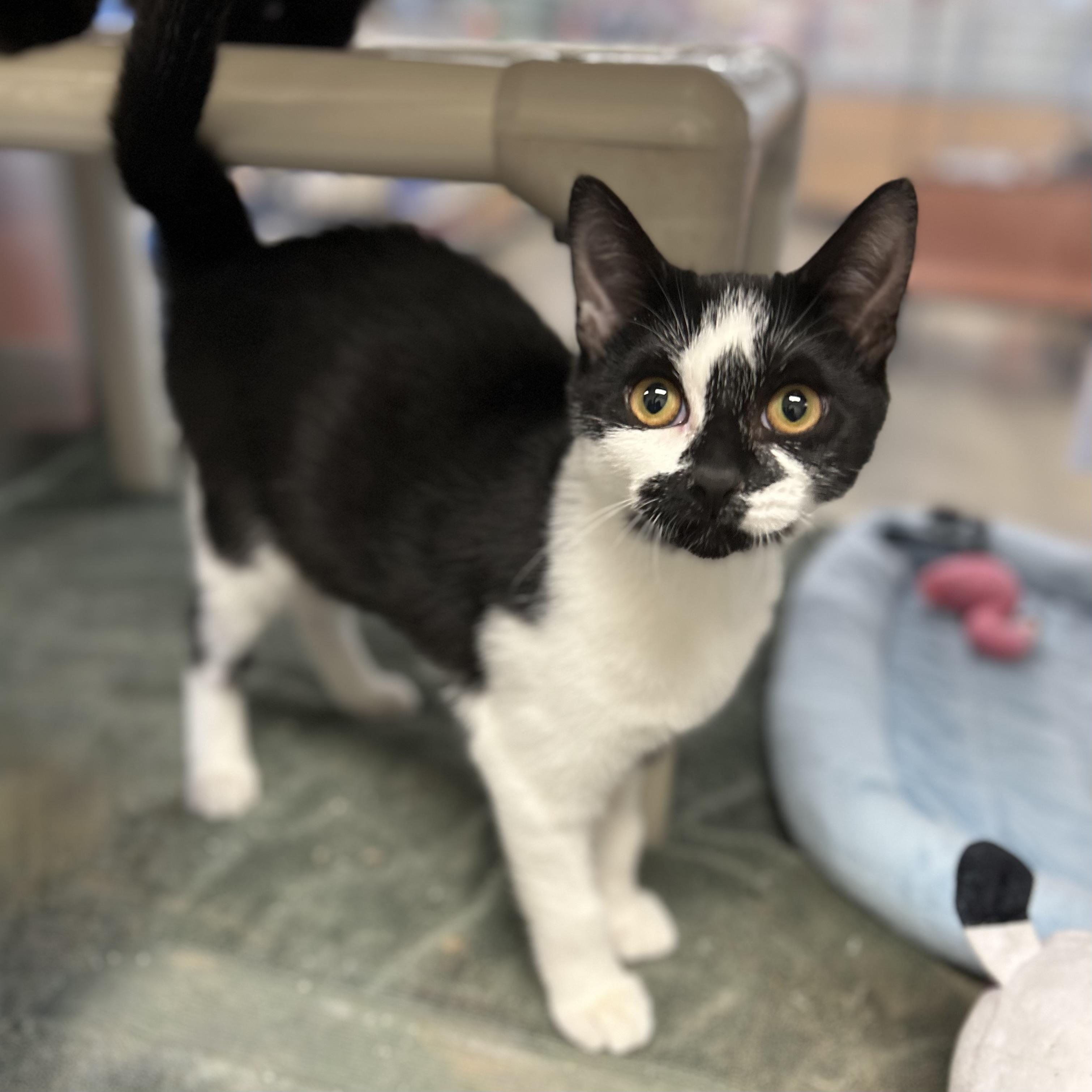 Enlarge Arabella, a Adoptable Domestic Short Hair in Norwalk, CT image 4/4