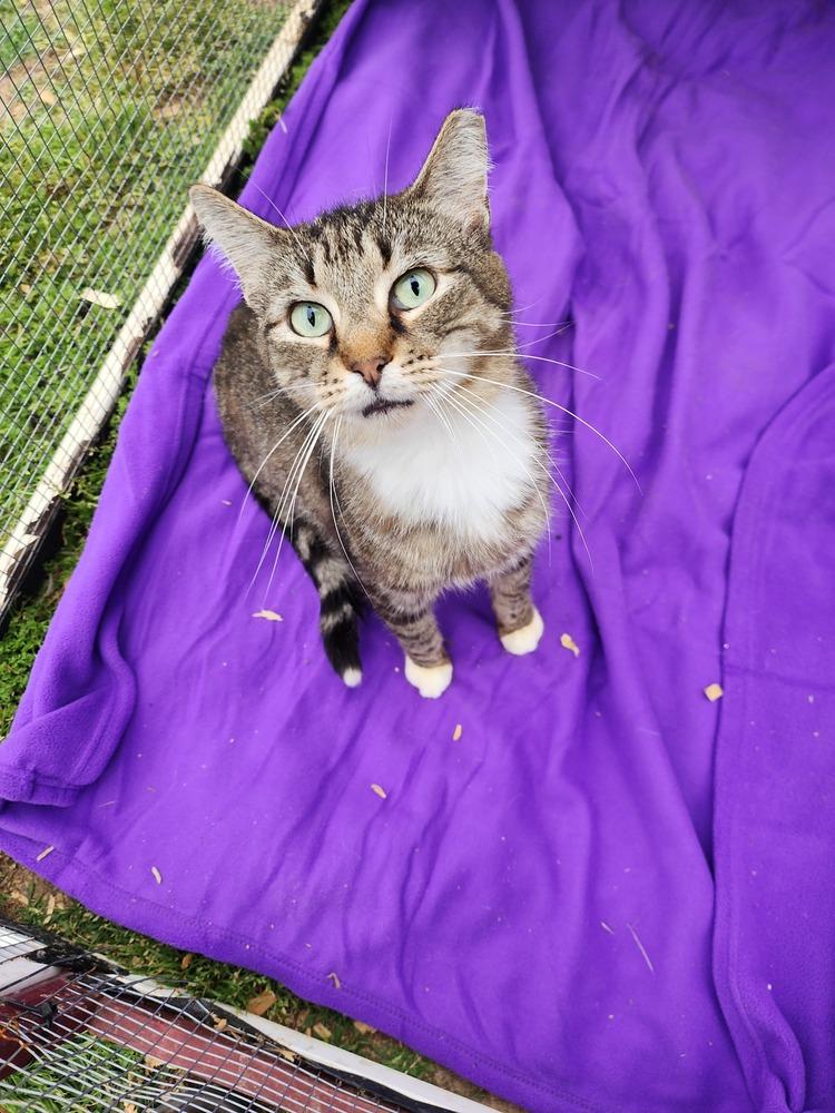 Ballerina, Adoptable, Adult Female Domestic Short Hair.