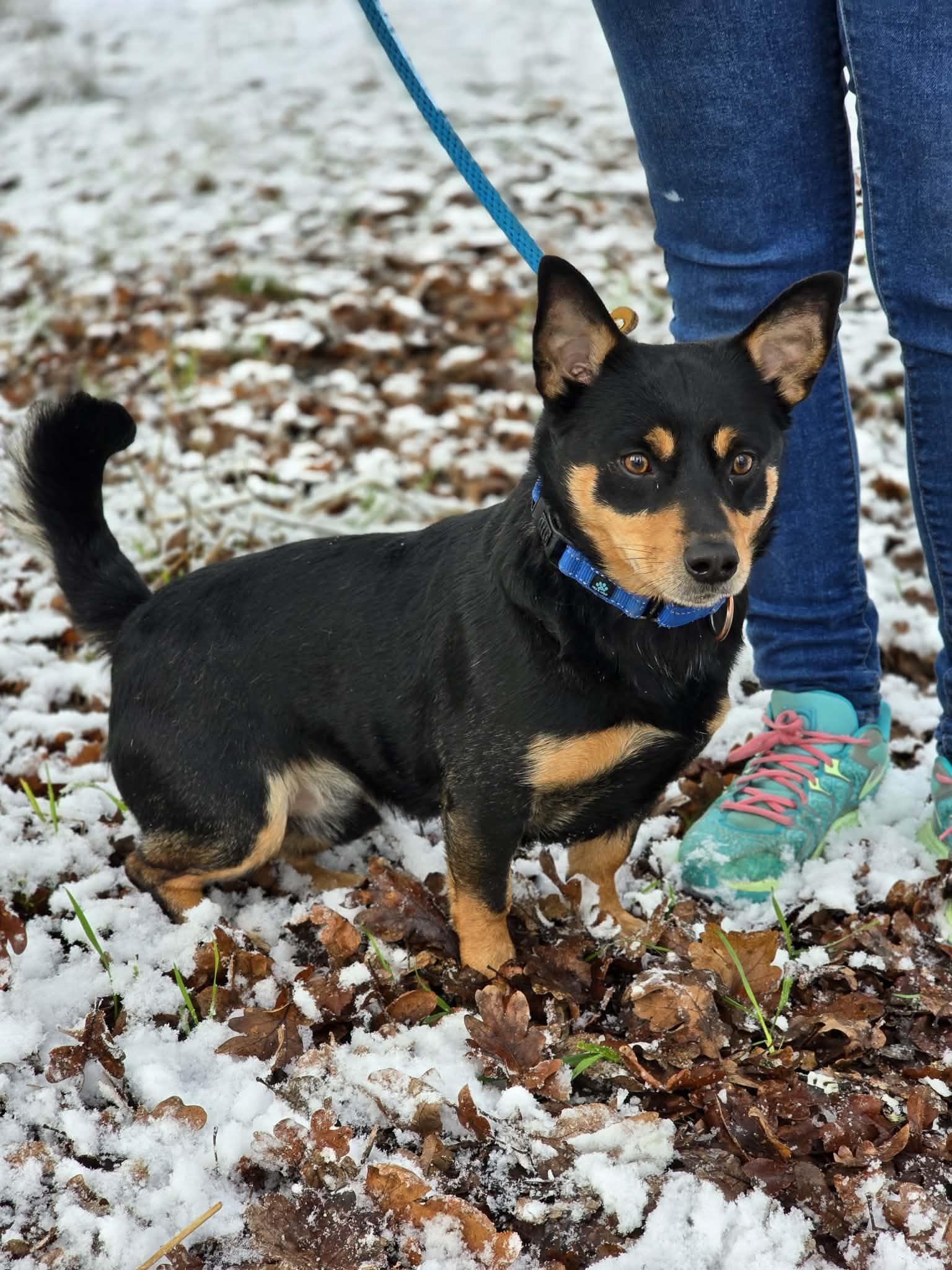 Badaboom, an adopted mixed breed in Grants Pass, OR image 3/3