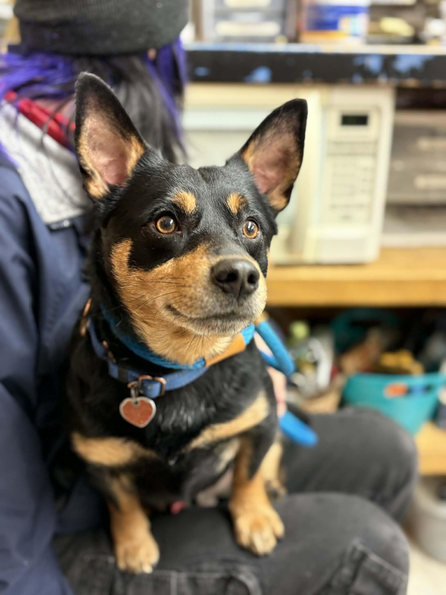 Badaboom, an adopted mixed breed in Grants Pass, OR image 2/3