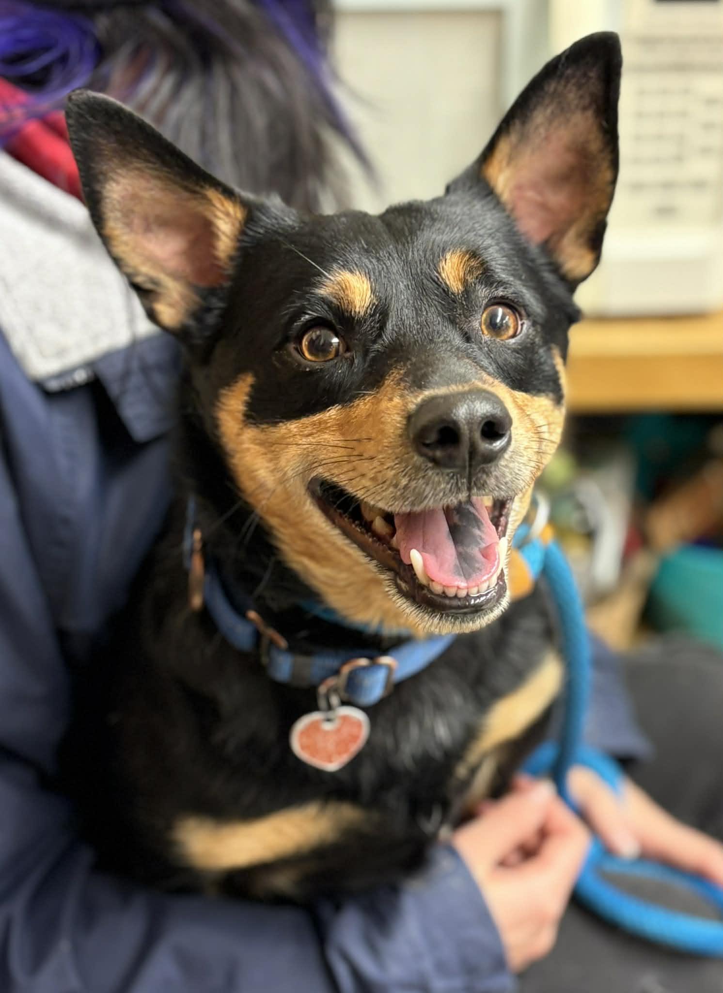 Badaboom, an adopted mixed breed in Grants Pass, OR image 1/3