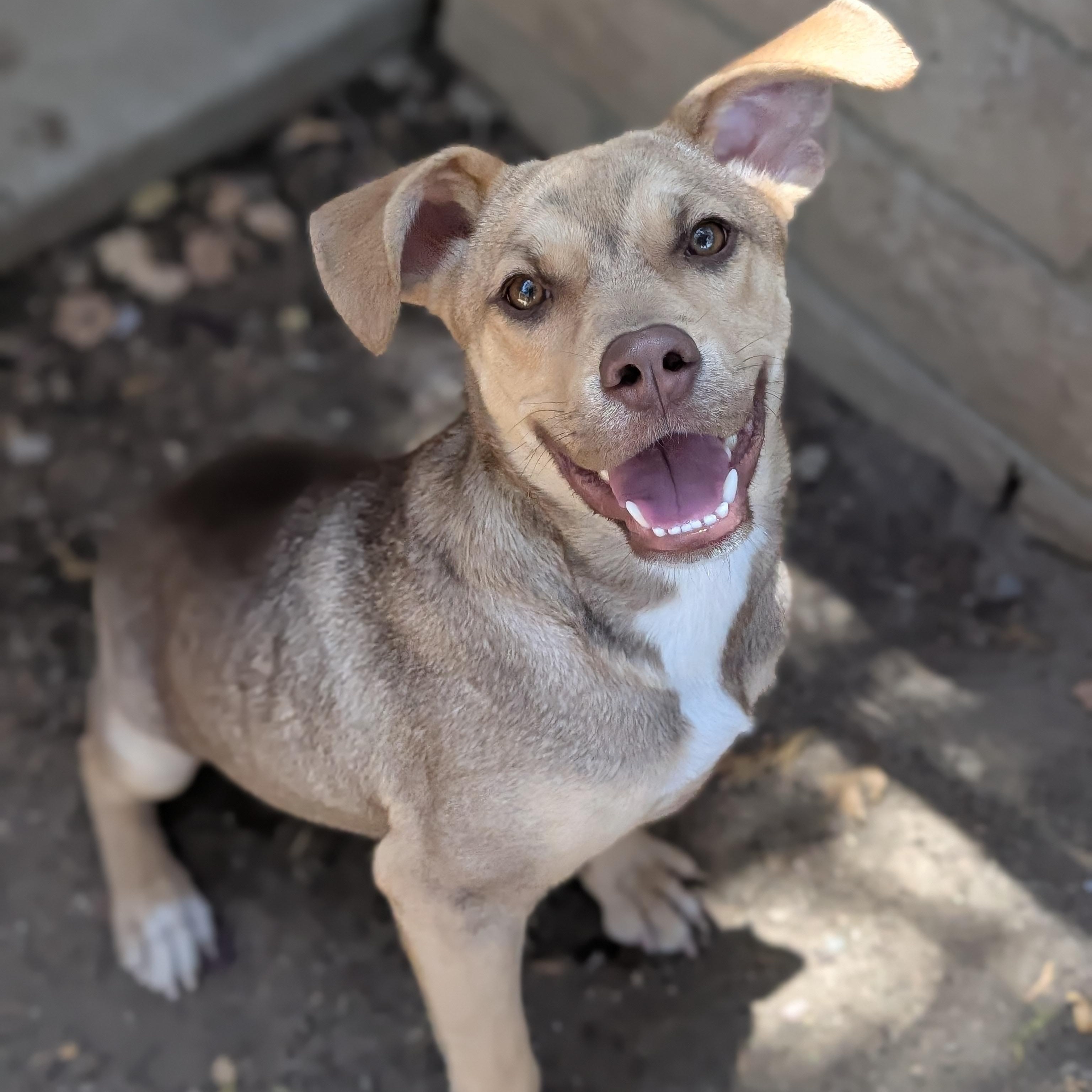 Nugget, adopted, Young Male Mountain Cur & Beagle.