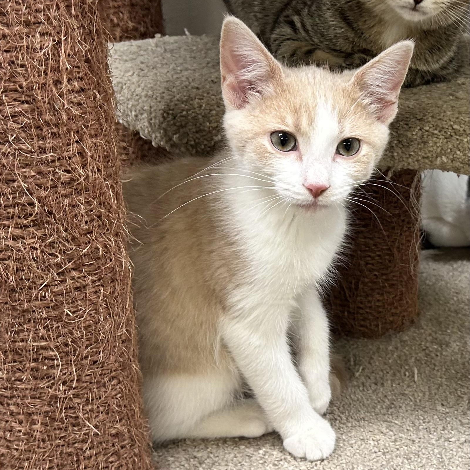 OLIVIA, Adoptable, Kitten Female Domestic Short Hair & Domestic Medium Hair.