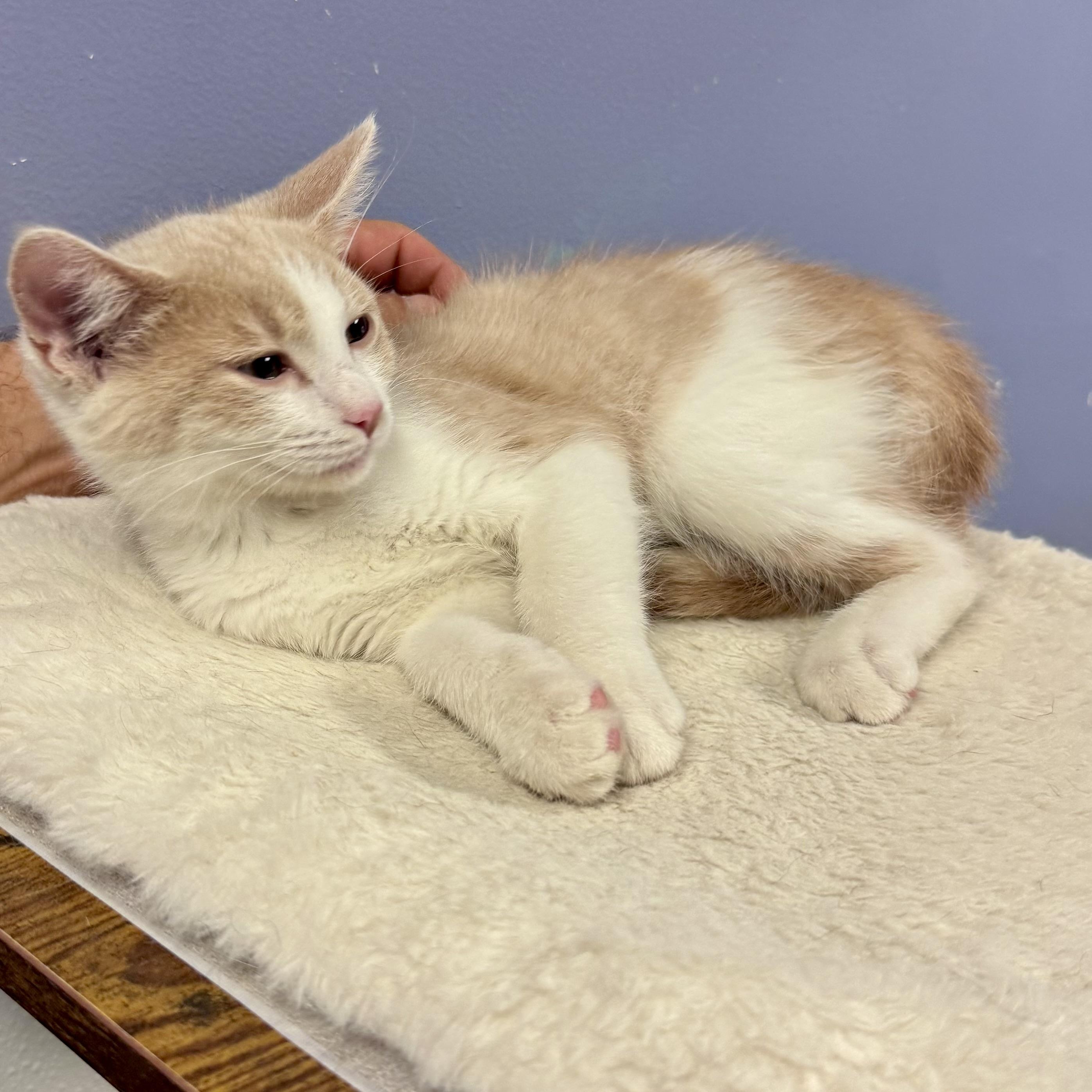 OLIVIA, a Adoptable mixed breed in Wilmington, OH image 4/4